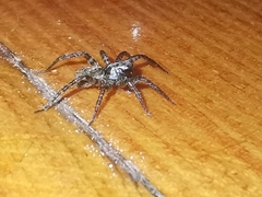 Artoriinae