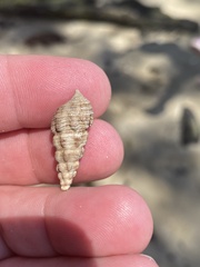 Batillaria australis