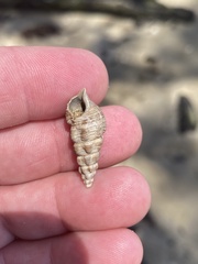 Batillaria australis