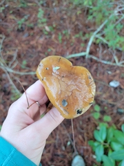 Suillus pungens