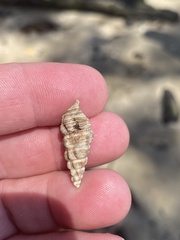 Batillaria australis