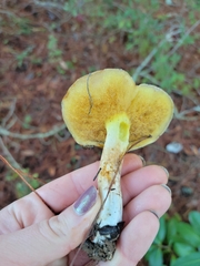 Suillus pungens
