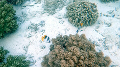 Chaetodon ulietensis