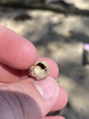 Batillaria australis