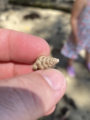 Batillaria australis