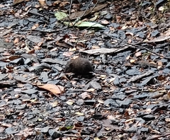 Antechinus mimetes