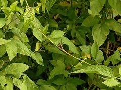 Orthetrum luzonicum