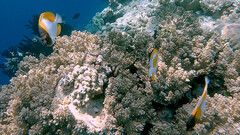 Hemitaurichthys polylepis