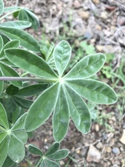 Lupinus longifolius