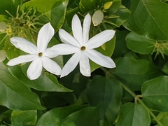 Jasminum multiflorum