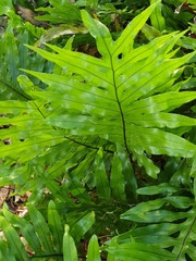 Phlebodium aureum