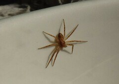Philodromus dispar