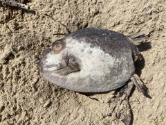 Anoplocapros inermis