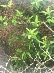 Hypericum canariense