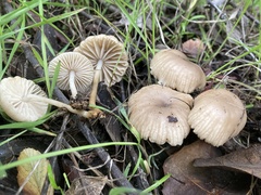 Marasmius albogriseus