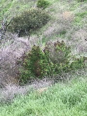 Hypericum canariense
