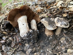 Cortinarius regalis