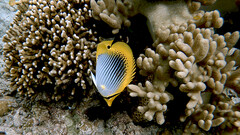 Chaetodon ocellicaudus
