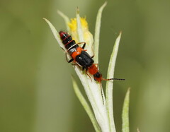 Carphurus blackburni