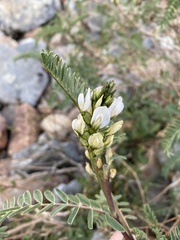 Astragalus garbancillo