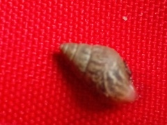 Bulimulus tenuissimus