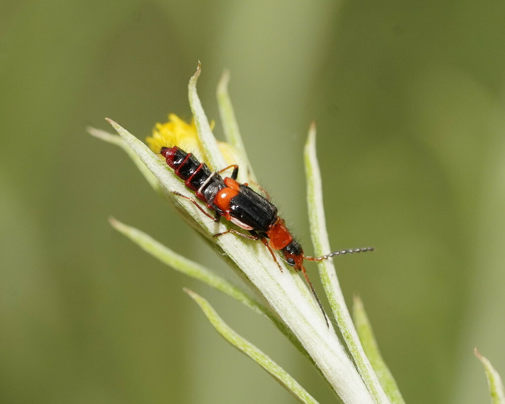Carphurus blackburni