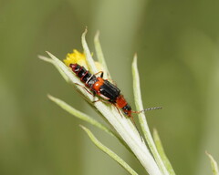 Carphurus blackburni