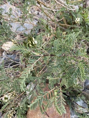 Astragalus garbancillo