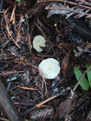 Clitocybe fragrans