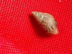 Bulimulus tenuissimus