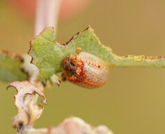 Paropsisterna m-fuscum