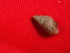 Bulimulus tenuissimus