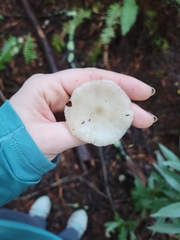 Clitocybe fragrans