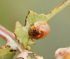 Paropsisterna m-fuscum