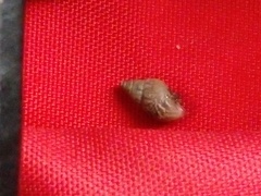 Bulimulus tenuissimus