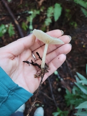Clitocybe fragrans