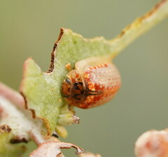 Paropsisterna m-fuscum