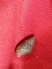 Bulimulus tenuissimus