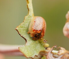 Paropsisterna m-fuscum