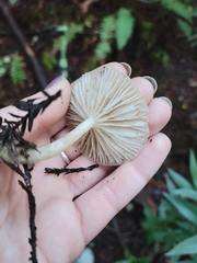 Clitocybe fragrans