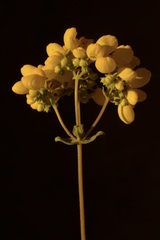 Calceolaria integrifolia