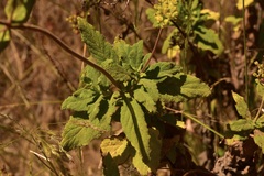 Calceolaria integrifolia