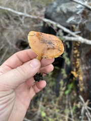 Pholiota highlandensis