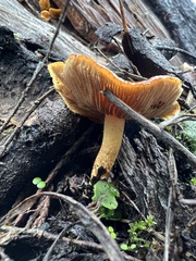 Pholiota highlandensis