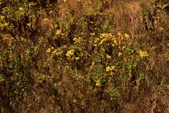 Calceolaria integrifolia