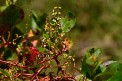 Muehlenbeckia adpressa