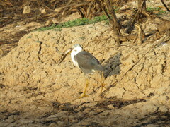 Egretta picata