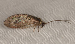 Hemerobius nairobicus