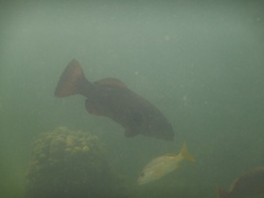 Plectropomus punctatus