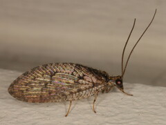 Hemerobius nairobicus